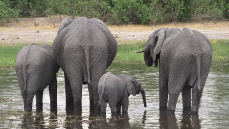 大象一家四口正在喝水