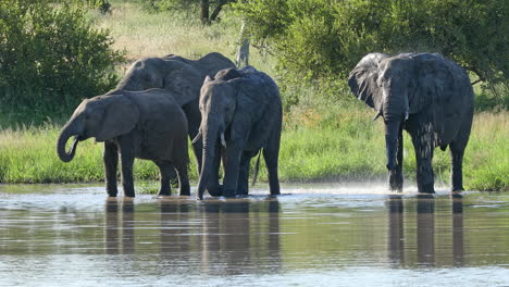 一群非洲象在河边喝水戏水