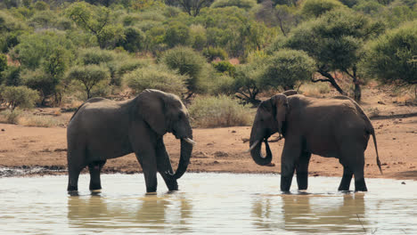 在水坑里打架的两头大象