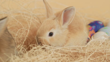 两只小兔子依偎在蓬松的干草窝里