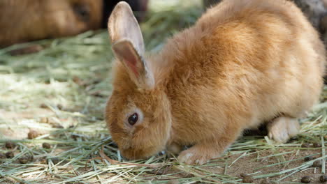 可爱的橙色兔子在农场里吃干草