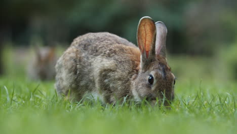 可爱的野兔平静地吃着东西并抬头张望