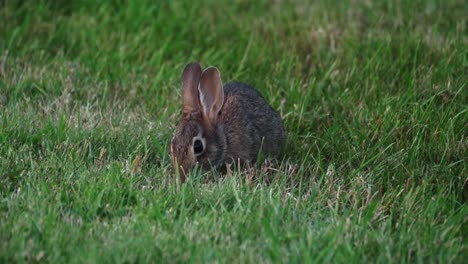 一只棉尾兔正在吃草并抬头张望