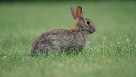 边吃草边观察周围的棉尾兔