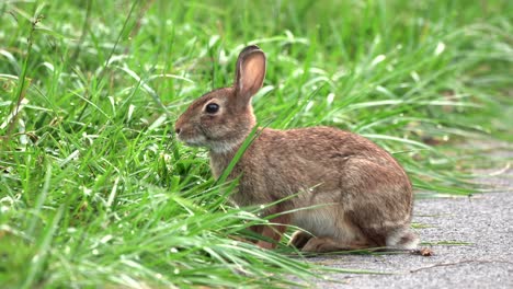 一只棉尾兔坐在小路上吃草叶