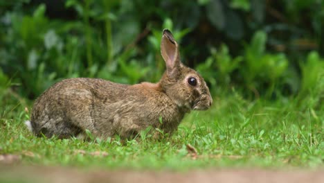 趴在草地上专心吃东西的棉尾兔