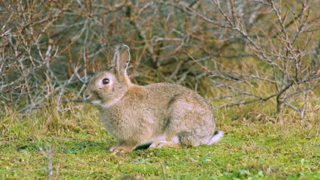 一只兔子坐在草地上望着前方