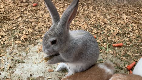 一只可爱的小兔子双手捧着东西吃