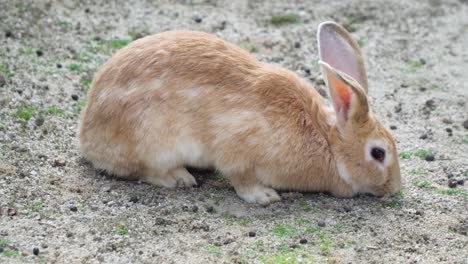 一只兔子趴在地上寻找食物