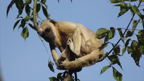 一只猴子坐在树上往下观察