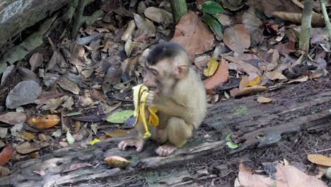 坐在地上吃香蕉的小猴子