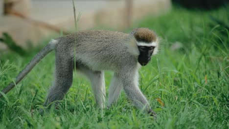 一只猴子在郁郁葱葱的草地上吃草