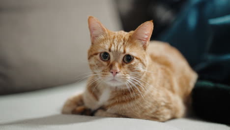 一只姜黄色的猫趴在柔软的沙发上