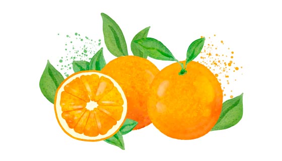水彩风格的橙子矢量素材(AI/EPS/PNG)