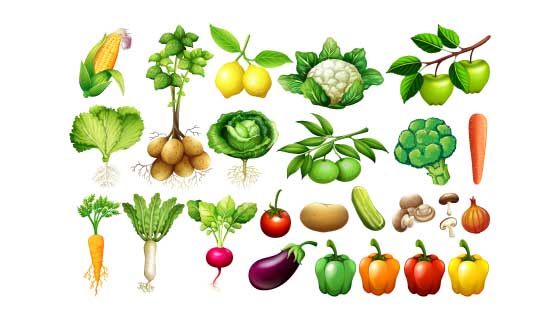各种各样逼真的蔬菜矢量素材(EPS/PNG)