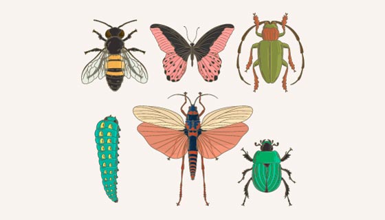 六种手绘风格昆虫矢量素材(AI/EPS/PNG)