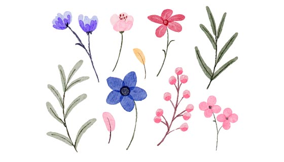 水彩风格的花朵和小草矢量素材(EPS/PNG)