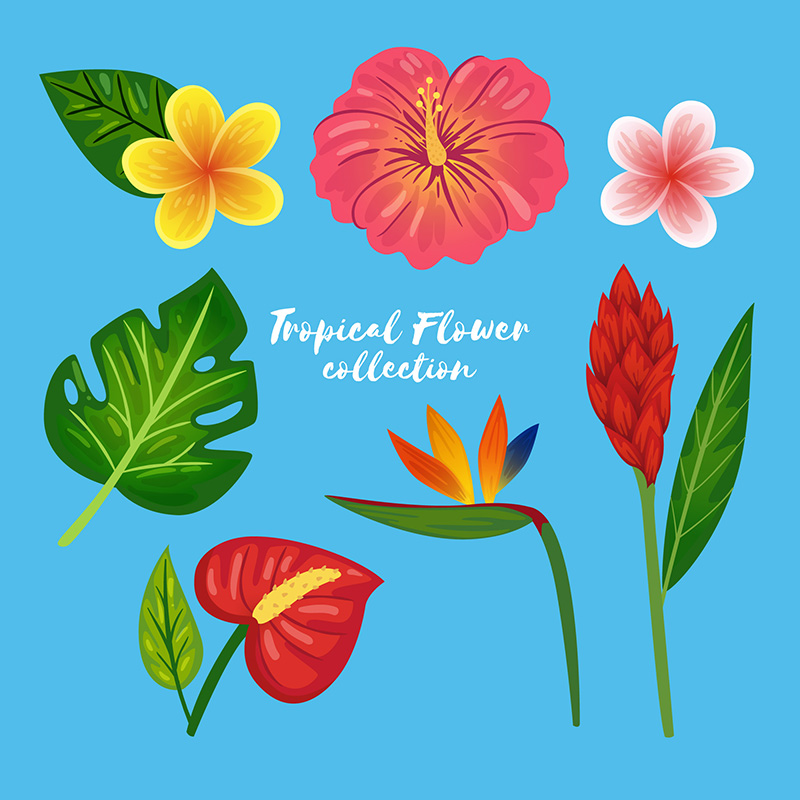 热带花卉矢量素材(EPS/AI)