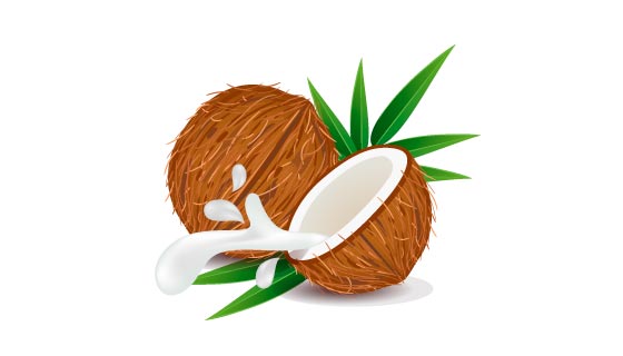 棕色的椰子矢量素材(EPS)